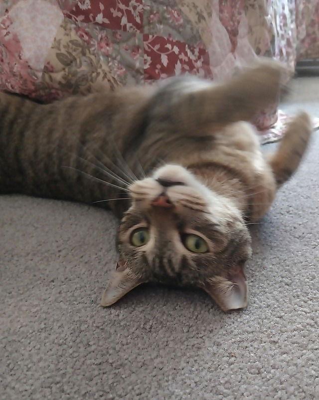 Layla, a Adoptable Domestic Short Hair in Tampa, FL image 3/3