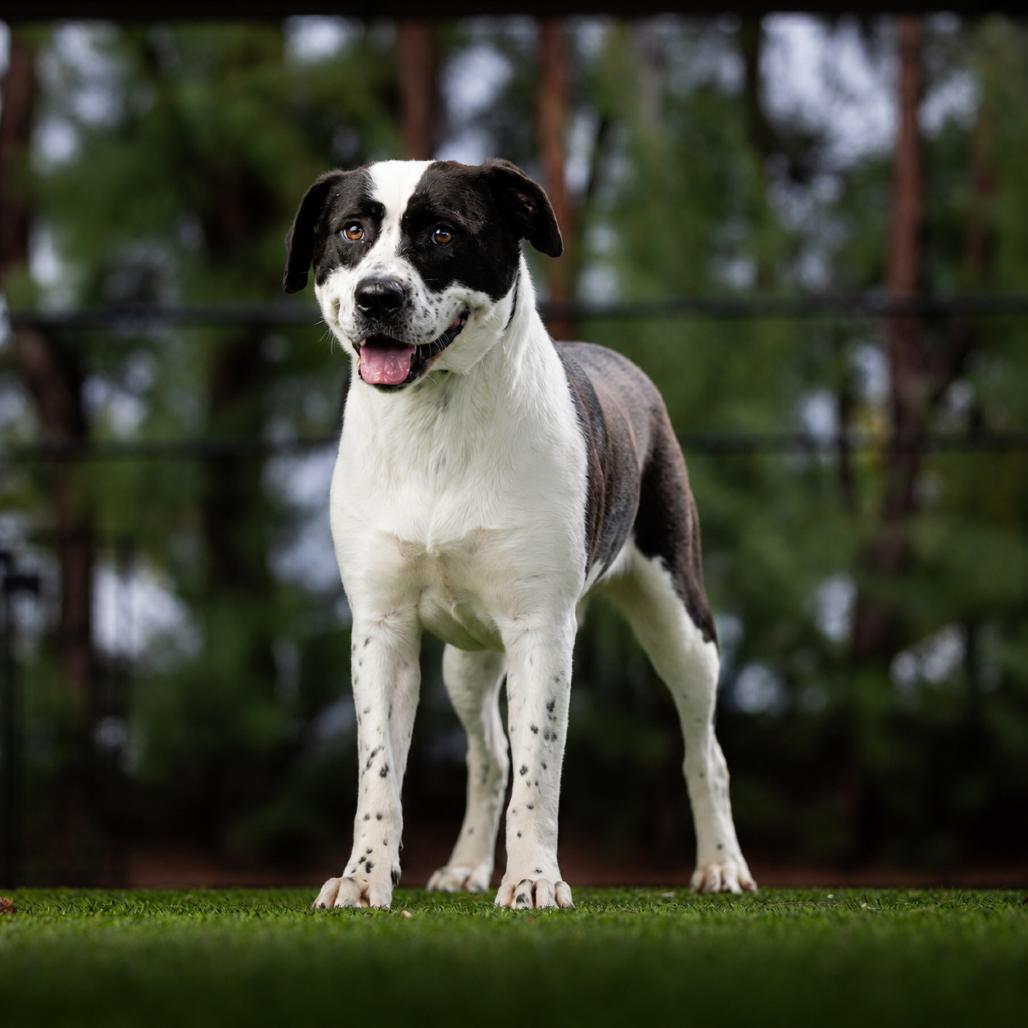 Dutchess, Adoptable, Adult Female Mixed Breed.