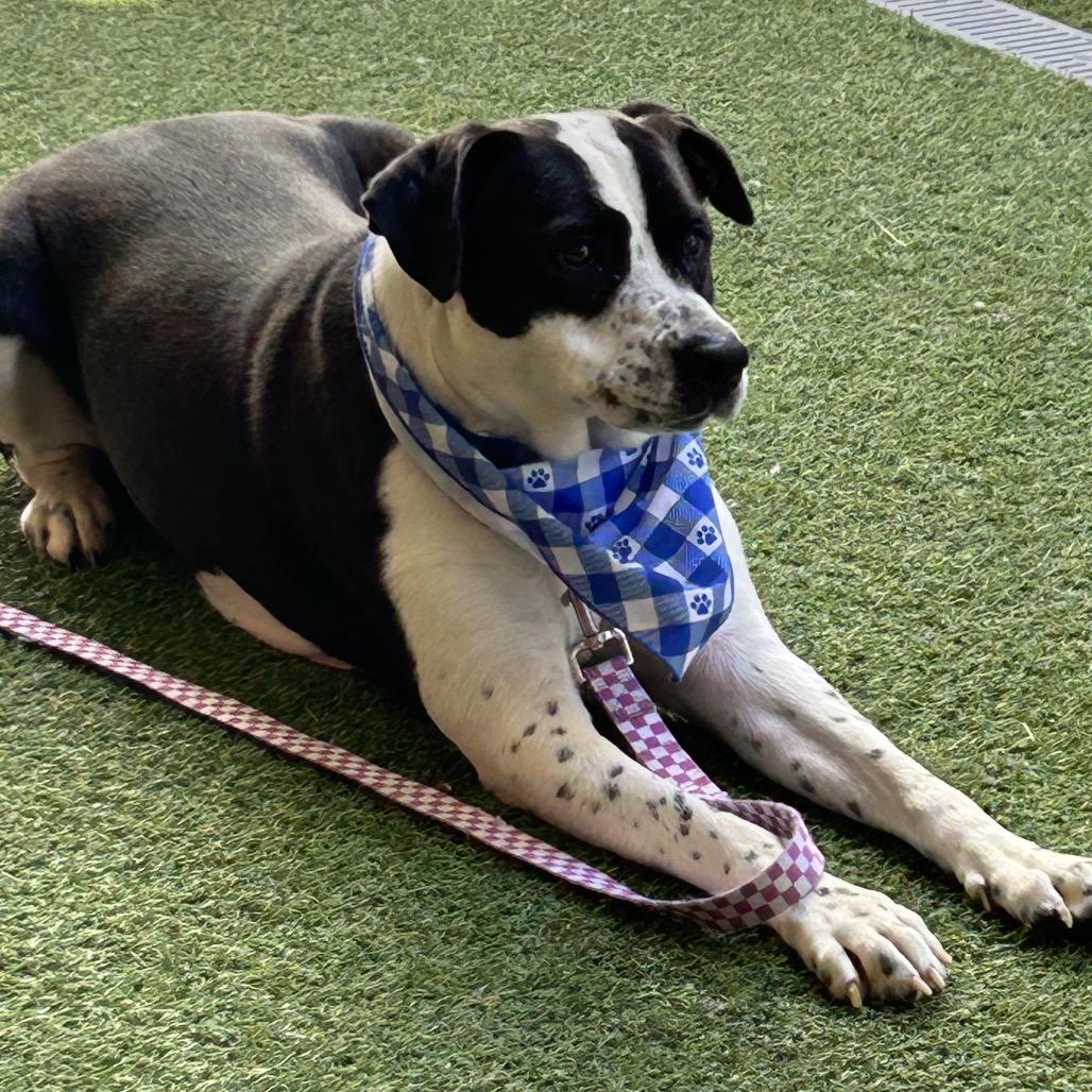 Dutchess, a Adoptable Mixed Breed in Jupiter, FL image 2/5