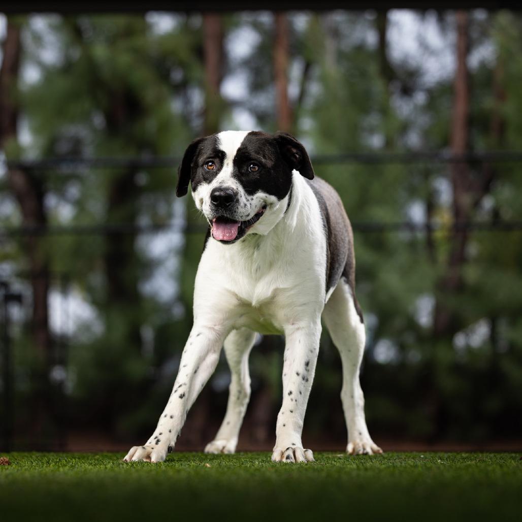Dutchess, a Adoptable Mixed Breed in Jupiter, FL image 3/5
