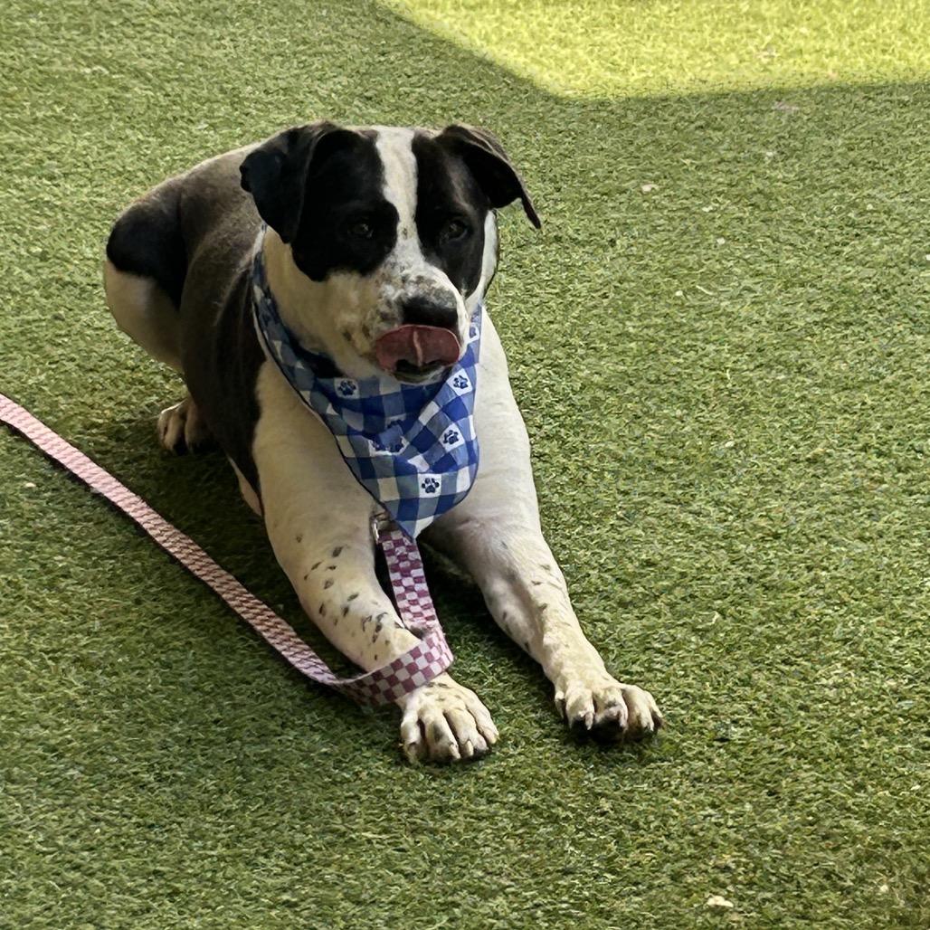 Dutchess, a Adoptable Mixed Breed in Jupiter, FL image 4/5