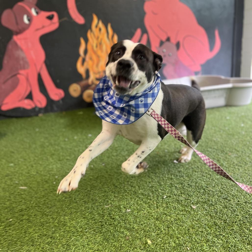 Dutchess, a Adoptable Mixed Breed in Jupiter, FL image 5/5