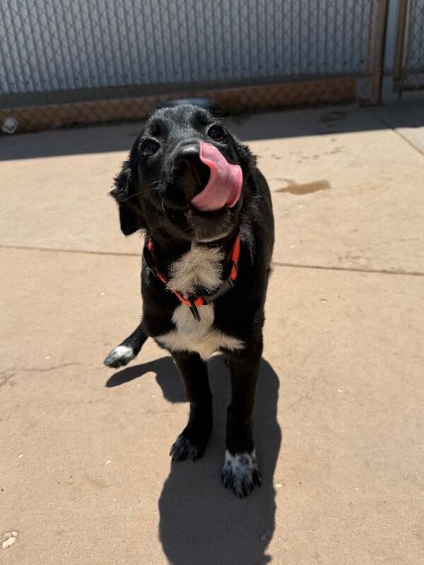 Skipper, Adoptable, Young Male Mixed Breed.