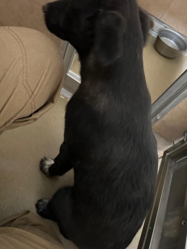Skipper, Adoptable, Young Male Mixed Breed.