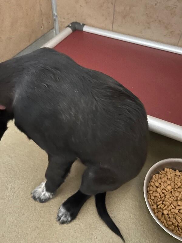 Enlarge Skipper, a Adoptable Mixed Breed in Hobbs, NM image 2/4