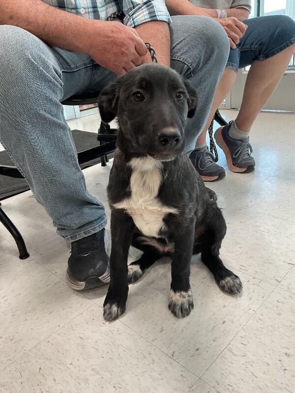 Enlarge Skipper, a Adoptable Mixed Breed in Hobbs, NM image 3/4
