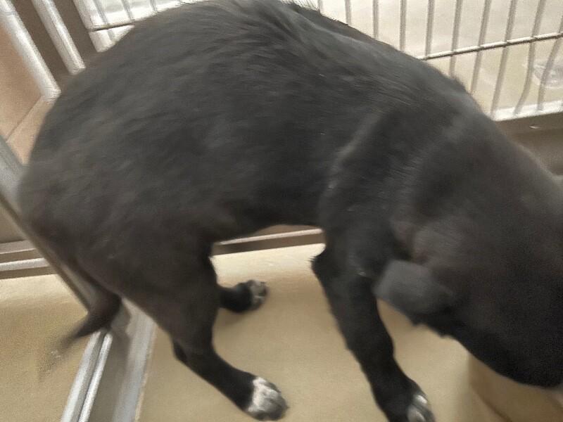 Enlarge Skipper, a Adoptable Mixed Breed in Hobbs, NM image 4/4