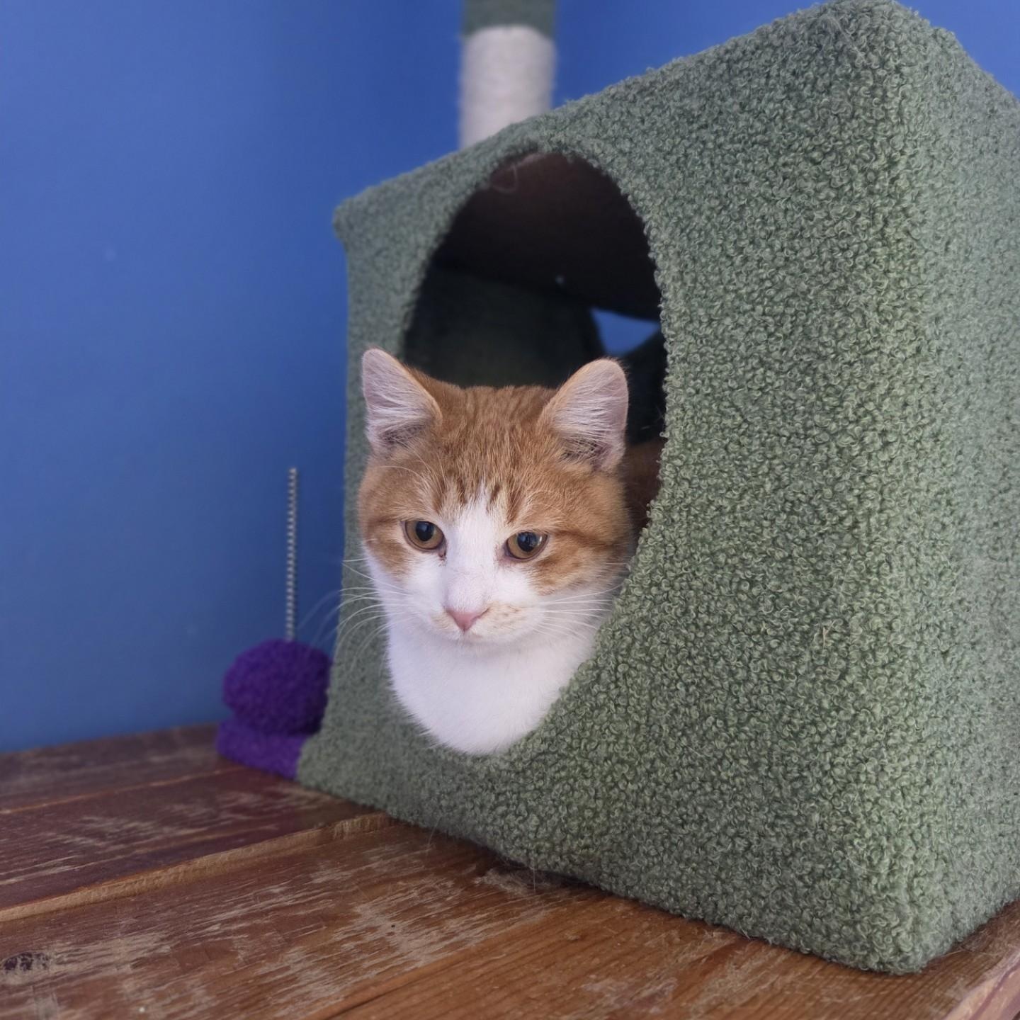 Enlarge Minecraft, a Adoptable Domestic Short Hair in Brookings, SD image 2/3