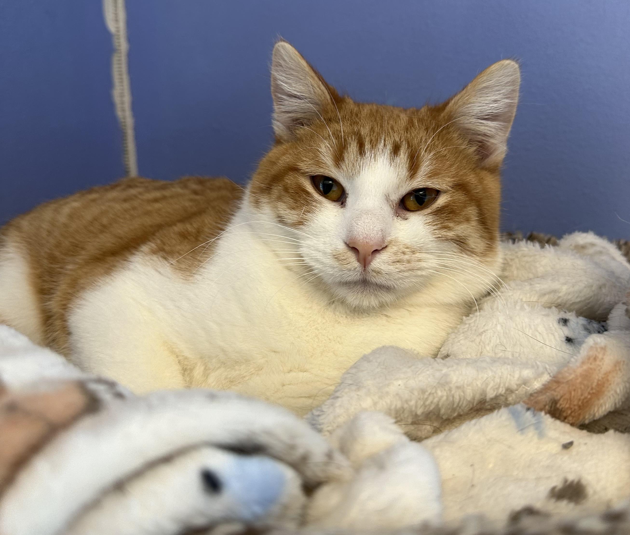 Enlarge Minecraft, a Adoptable Domestic Short Hair in Brookings, SD image 1/3