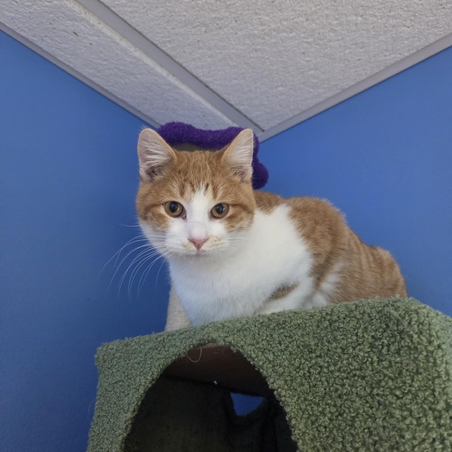 Enlarge Minecraft, a Adoptable Domestic Short Hair in Brookings, SD image 3/3