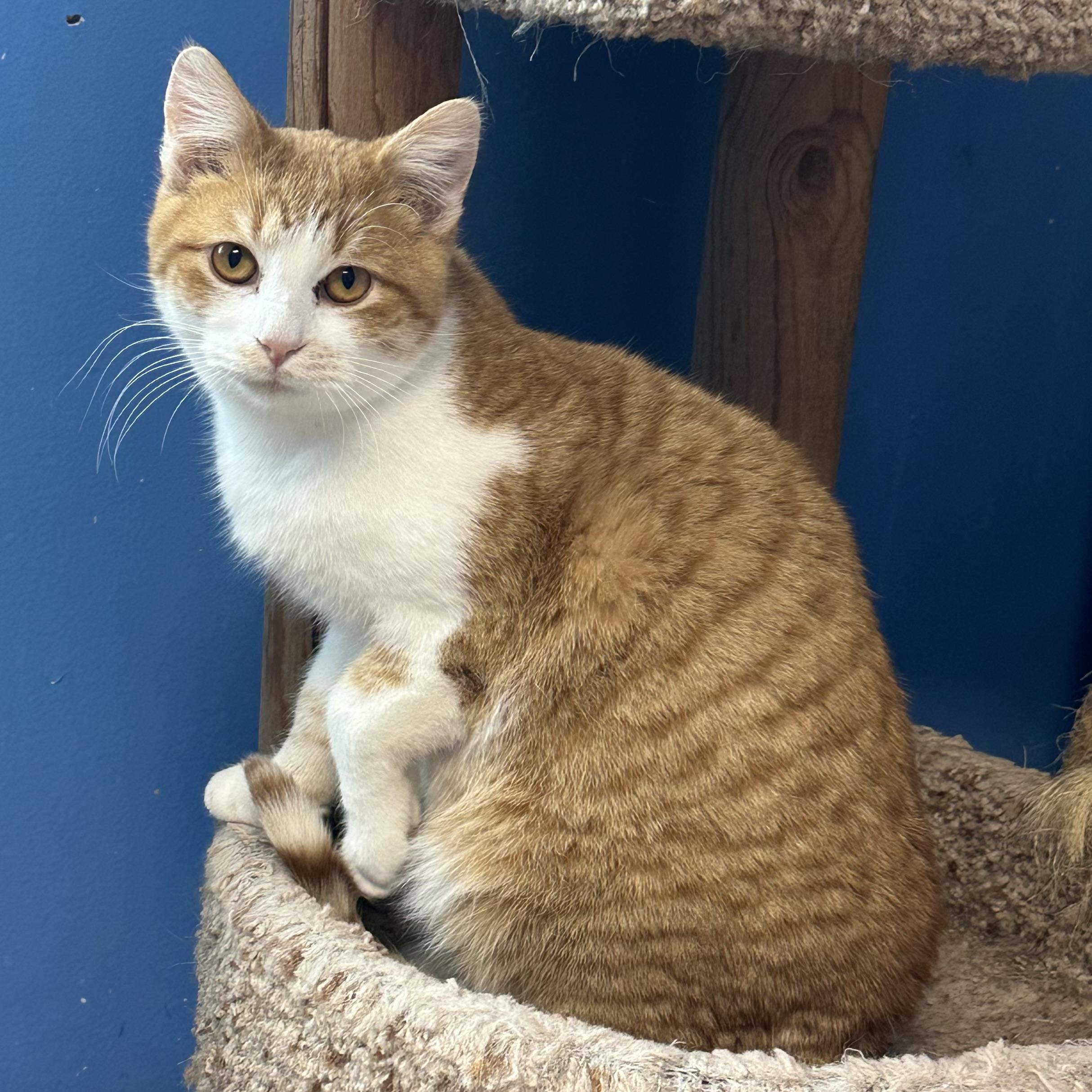 Minecraft, Adoptable, Young Male Domestic Short Hair.