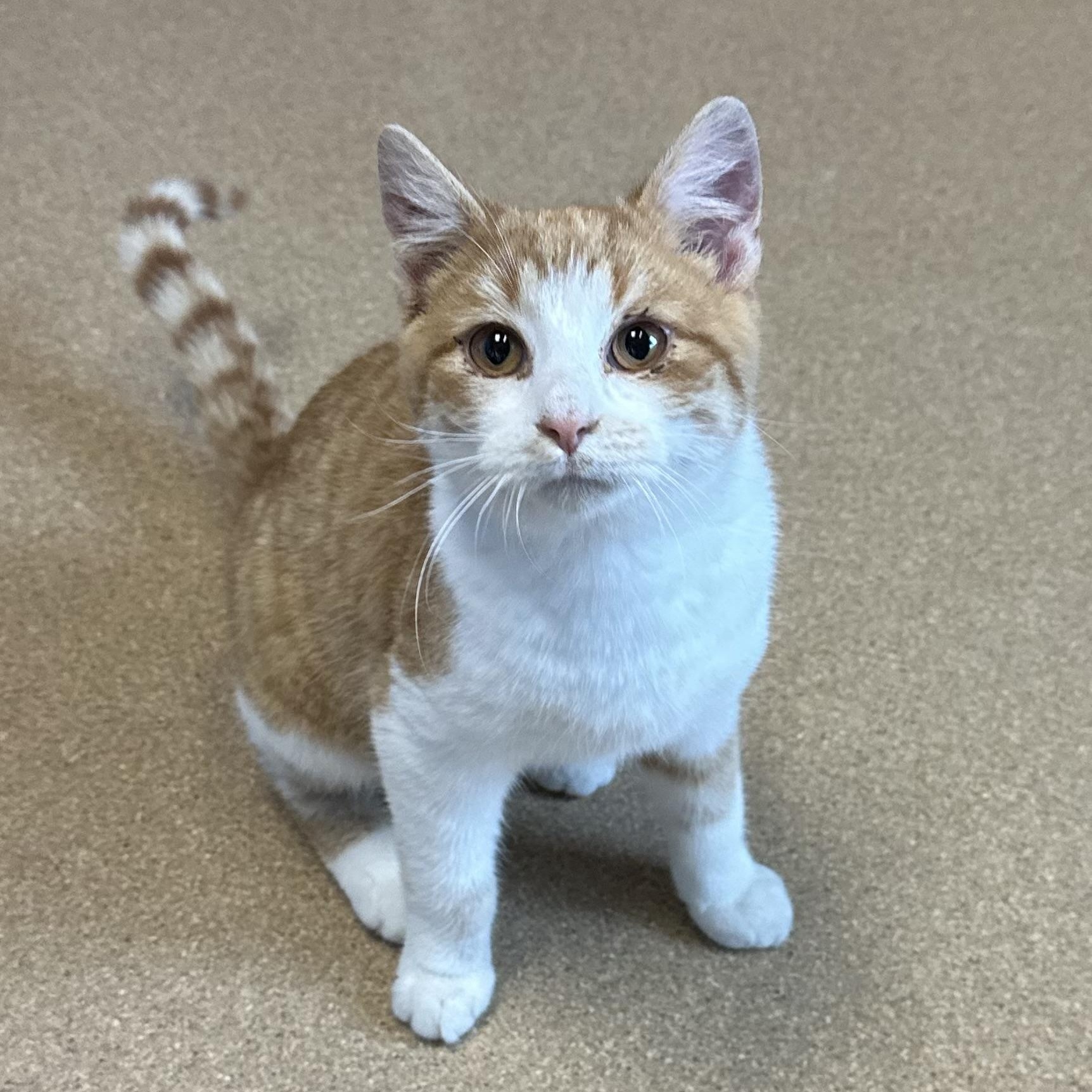 Enlarge Minecraft, a Adoptable Domestic Short Hair in Brookings, SD image 1/1