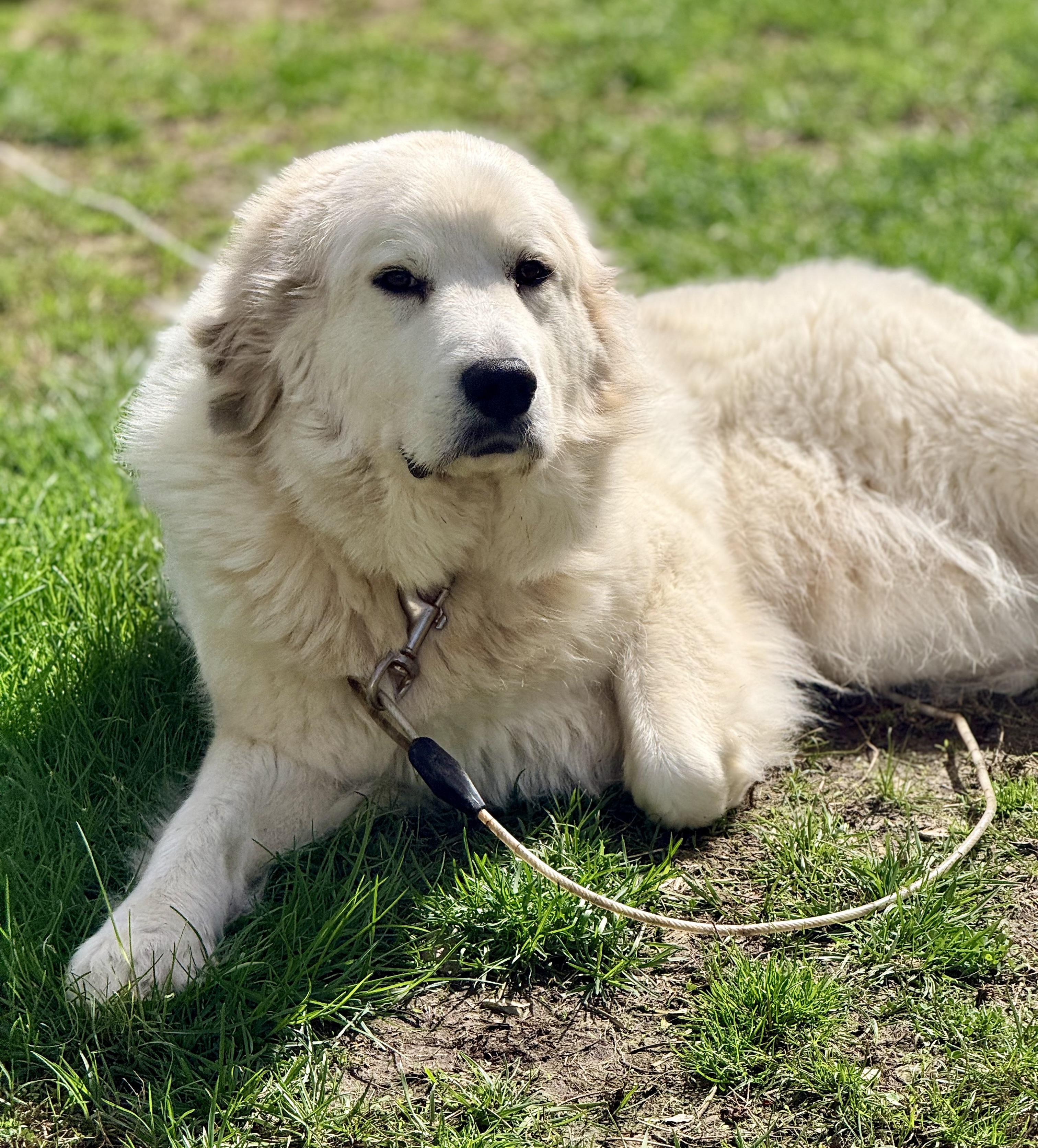 Neesa, adopted, Young Female Great Pyrenees.