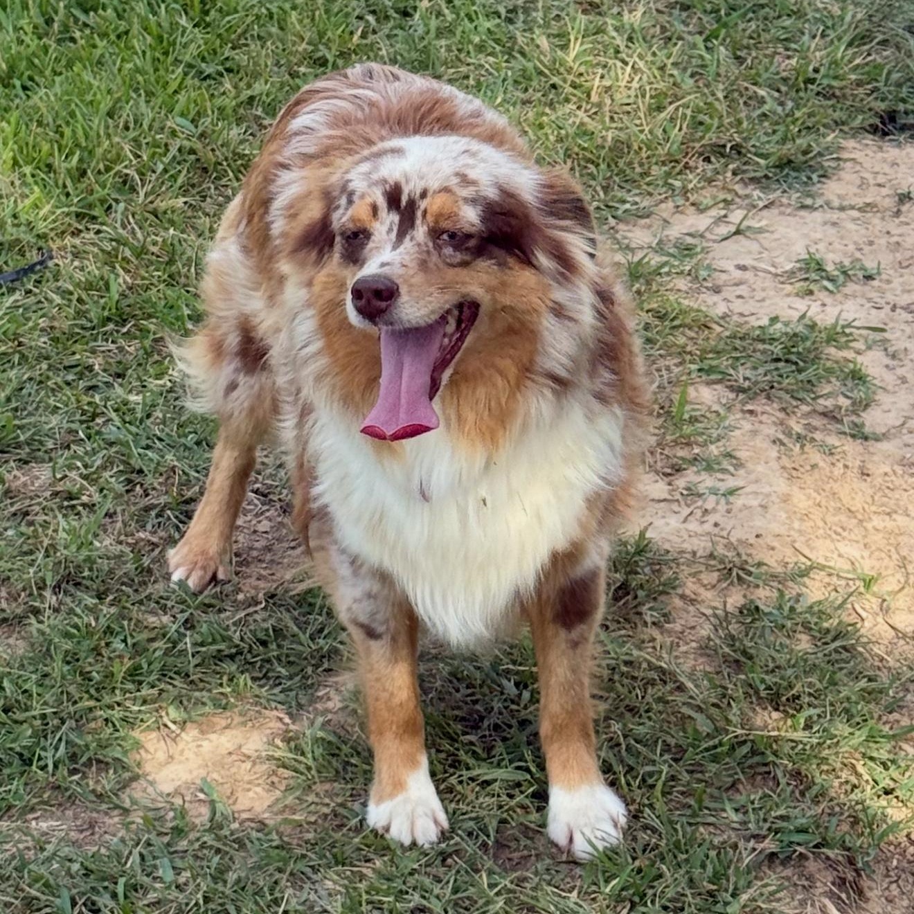 Enlarge Echo , a Adoptable Australian Shepherd in Weatherford, TX image 2/2