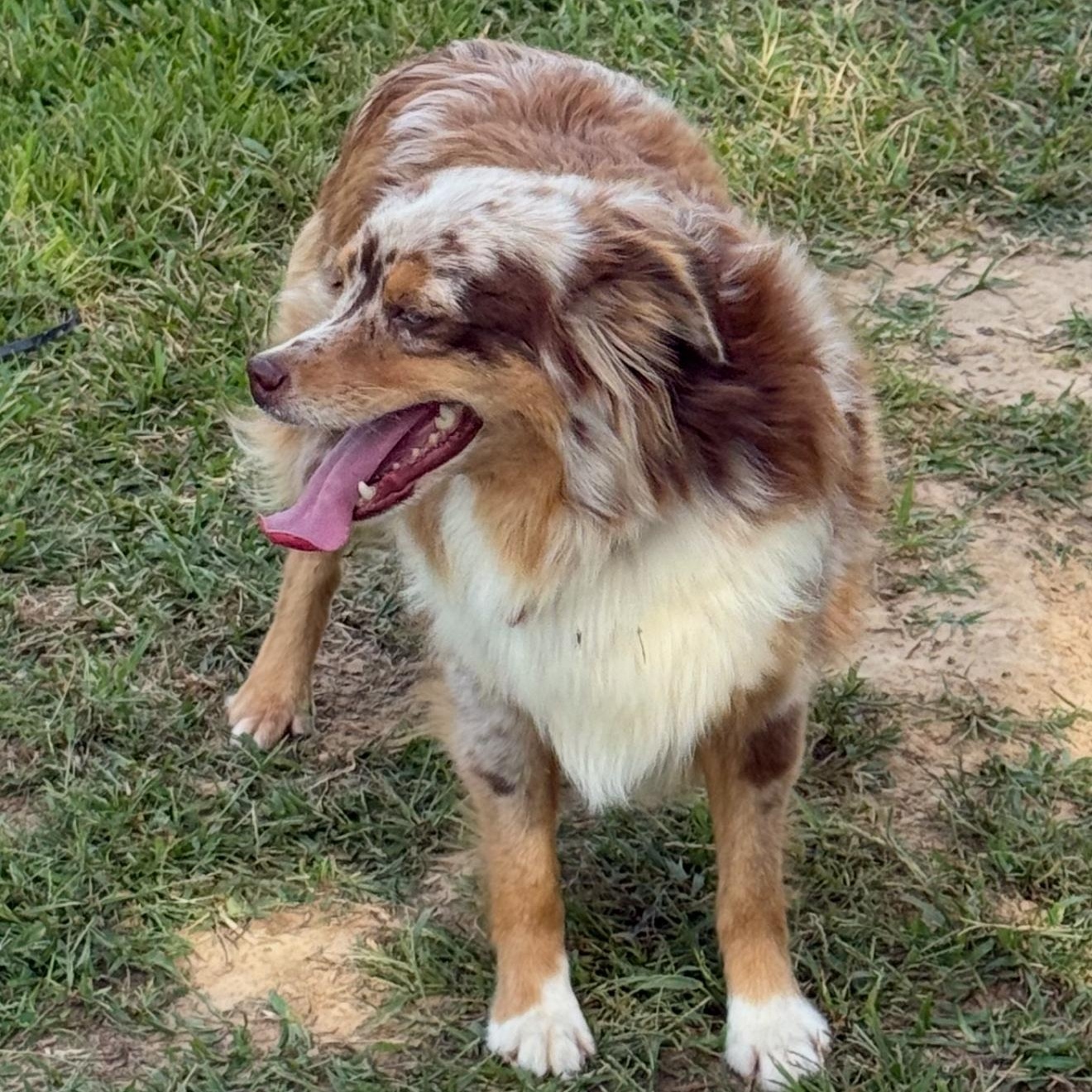 Echo , Adoptable, Adult Female Australian Shepherd.