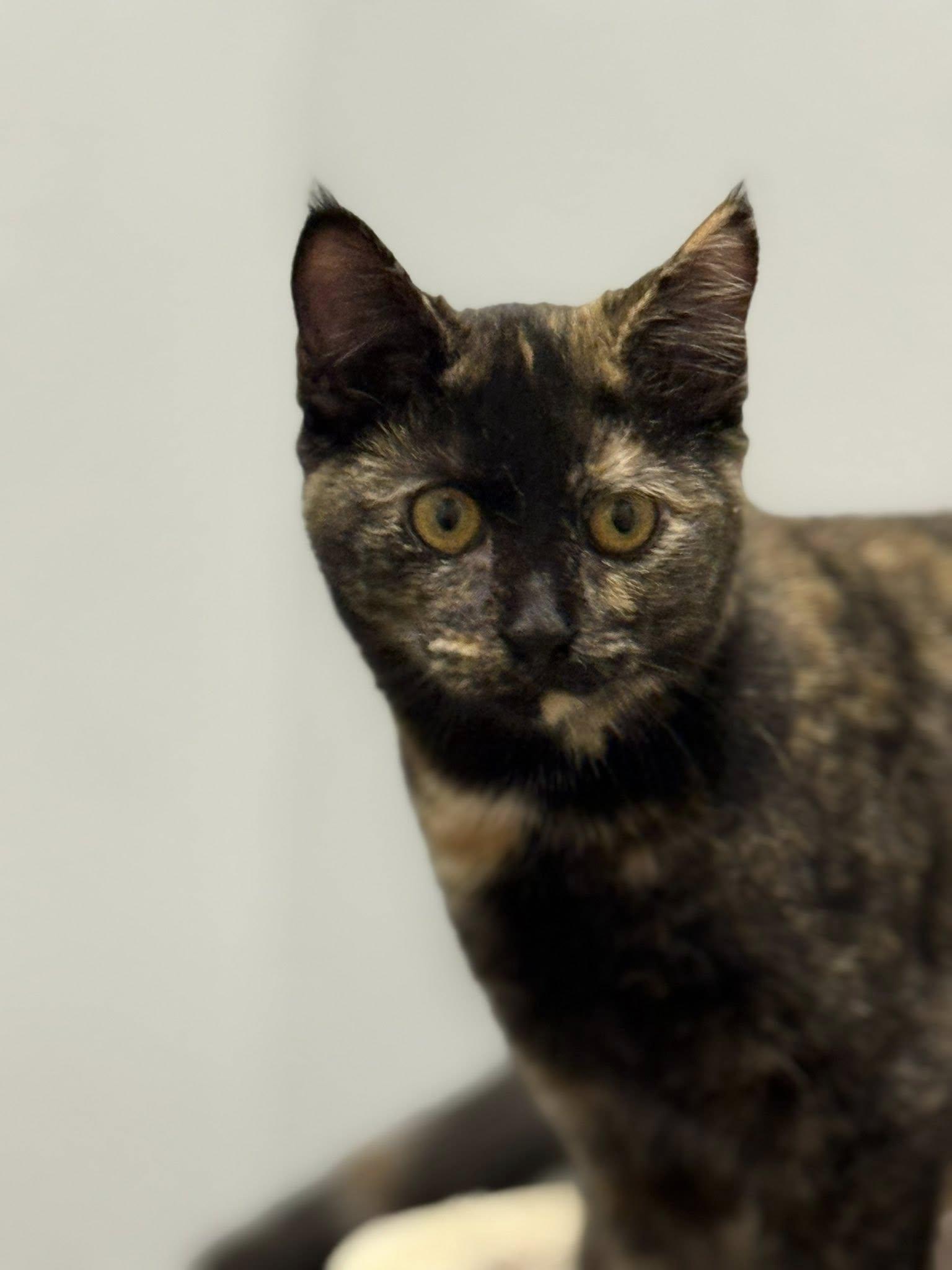 Leia, adopted, Kitten Female Domestic Short Hair.