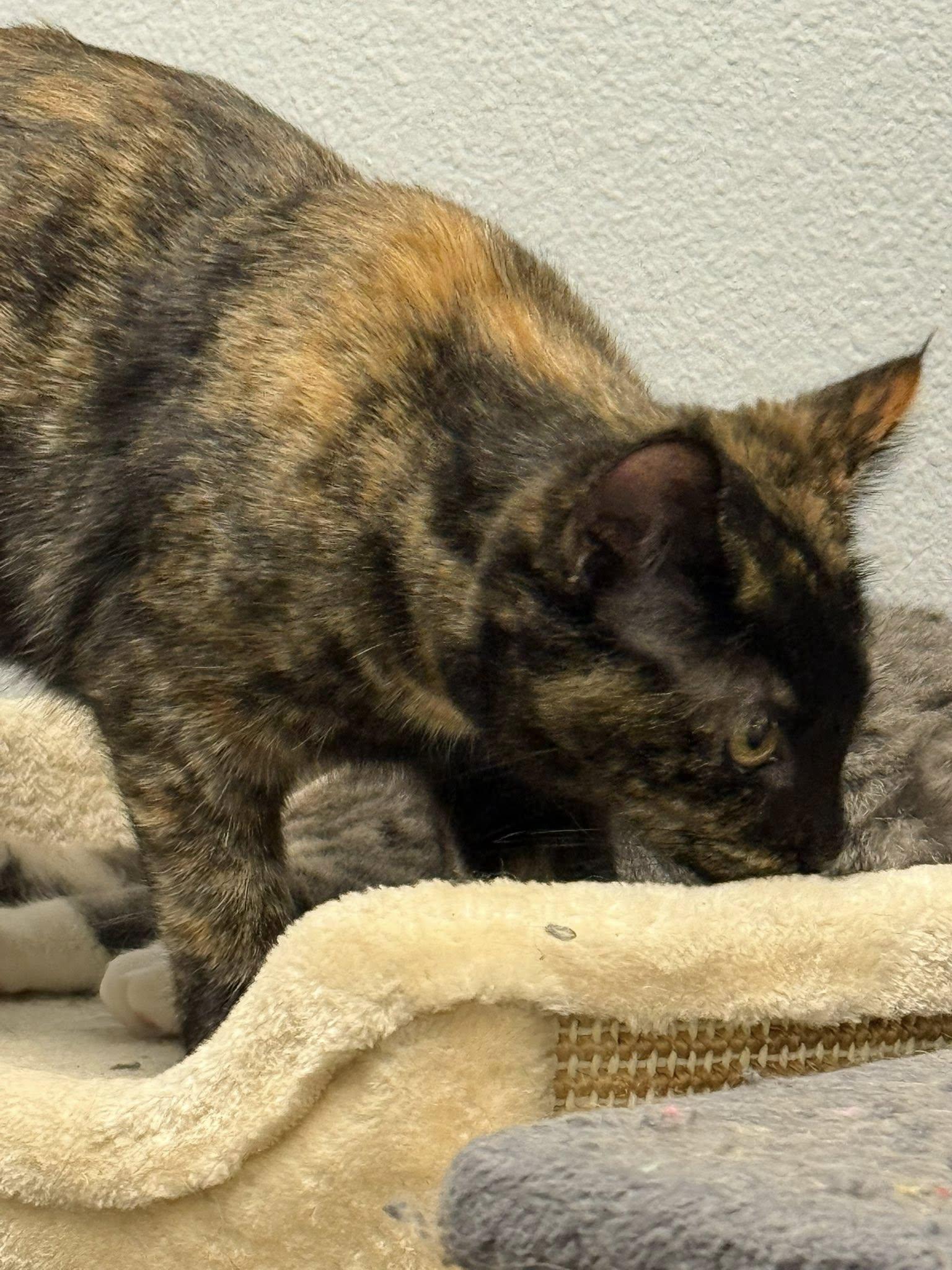 Enlarge Leia, an adopted Domestic Short Hair in Rawlins, WY image 2/4