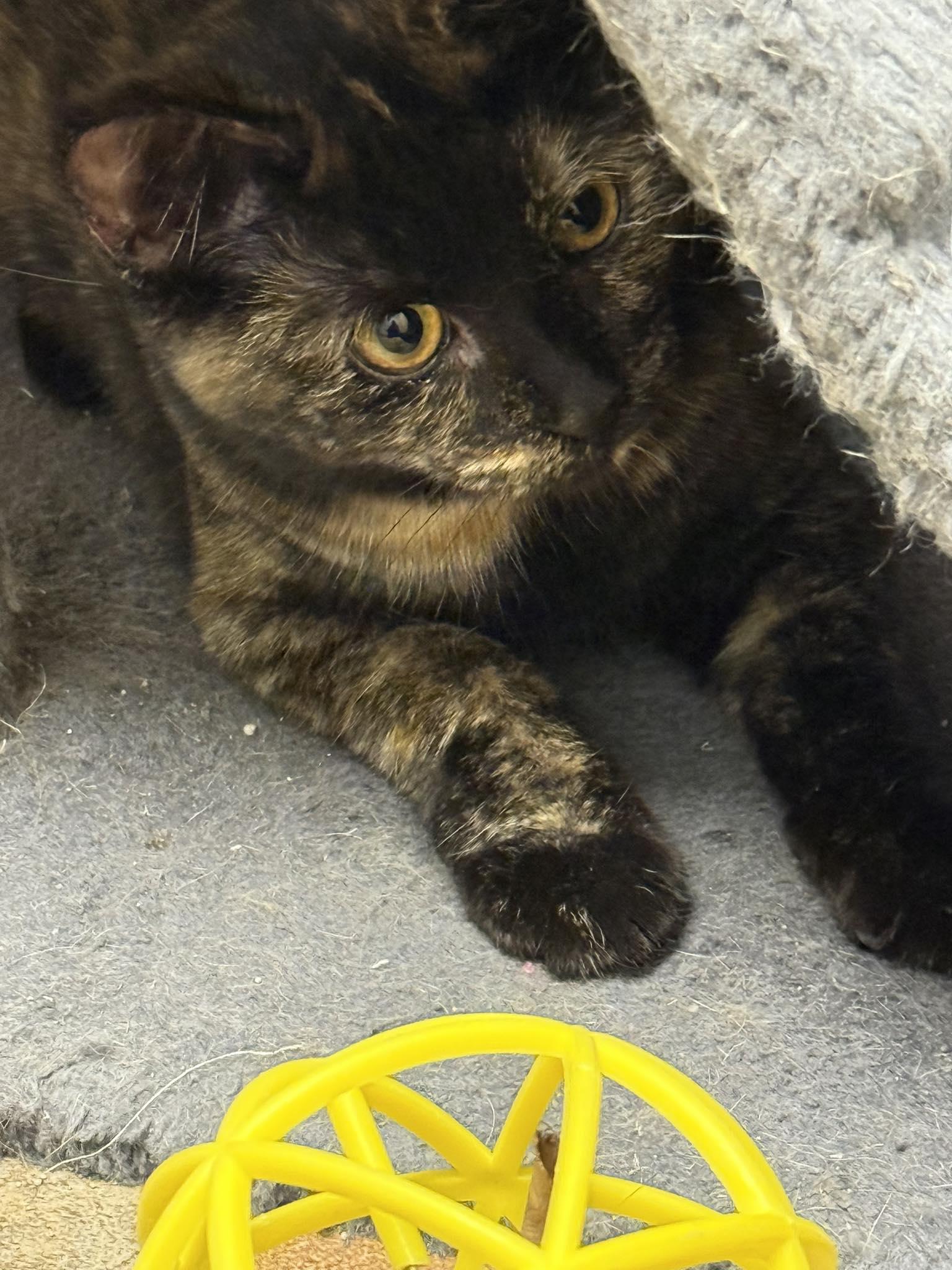 Enlarge Leia, an adopted Domestic Short Hair in Rawlins, WY image 3/4