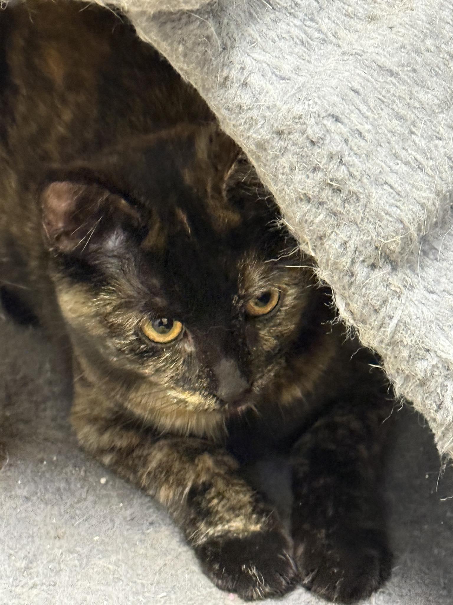 Enlarge Leia, an adopted Domestic Short Hair in Rawlins, WY image 4/4