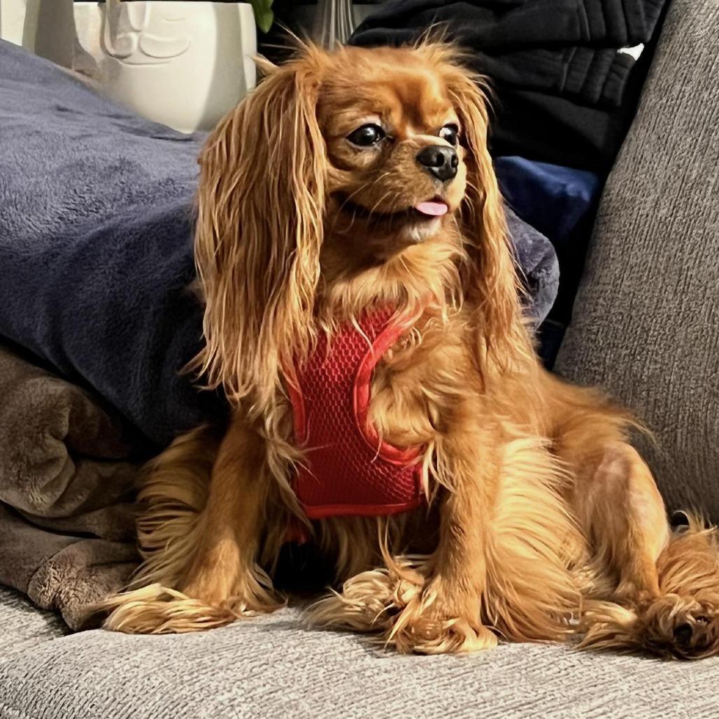 GINGER, adopted, Adult Female Cavalier King Charles Spaniel.