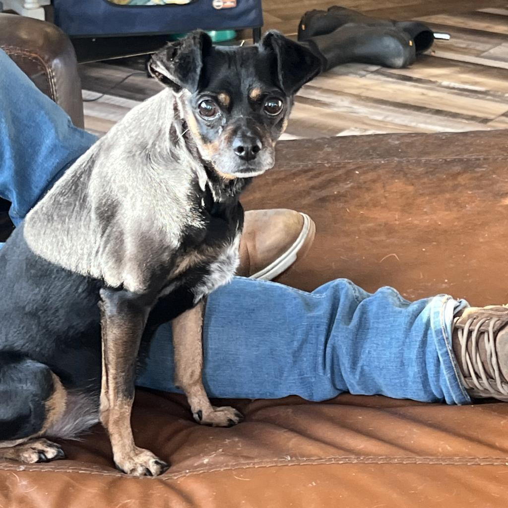 Enlarge Betsy, a Adoptable Miniature Pinscher in Fond Du Lac, WI image 2/2