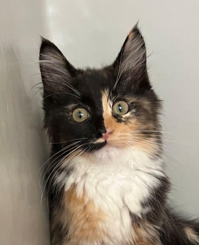 Amelia, Adopted, Kitten Female Domestic Long Hair.