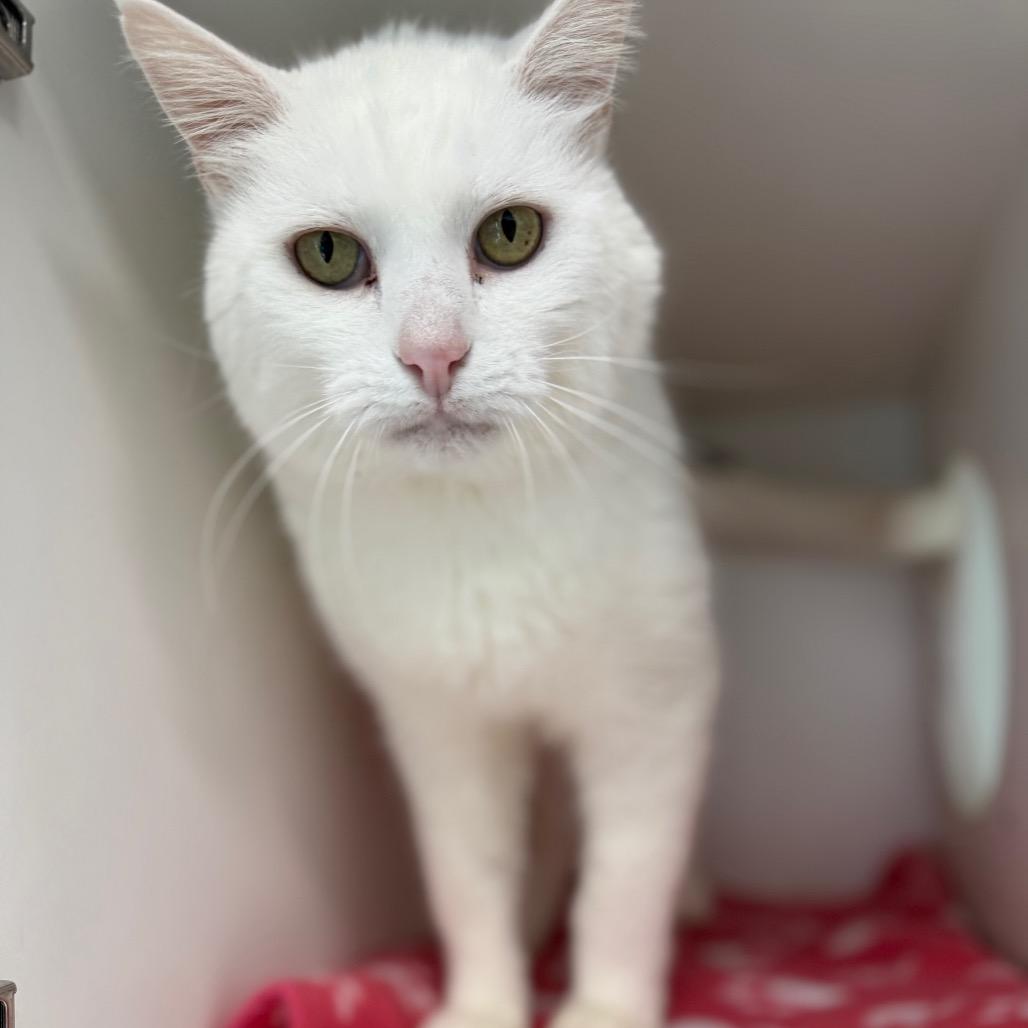 Patches, a Adoptable Domestic Short Hair in Monticello, IA image 6/6