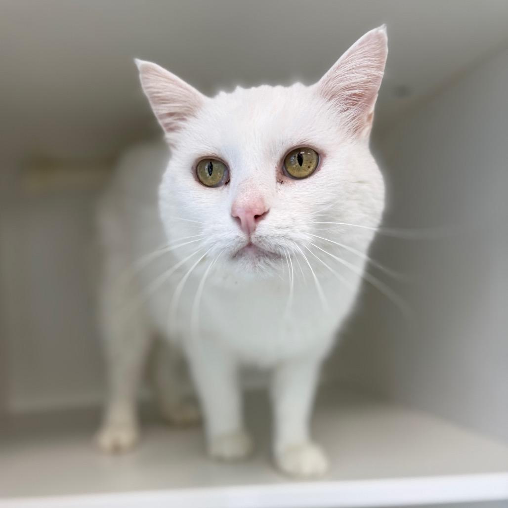 Patches, Adoptable, Adult Male Domestic Short Hair.