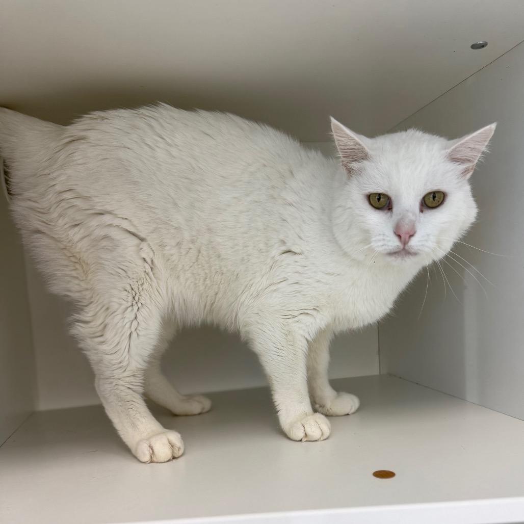 Patches, a Adoptable Domestic Short Hair in Monticello, IA image 5/6