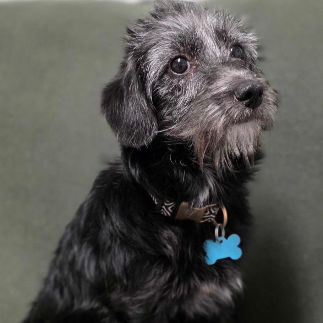 Holly, Adoptable, Young Female Corgi & Poodle.