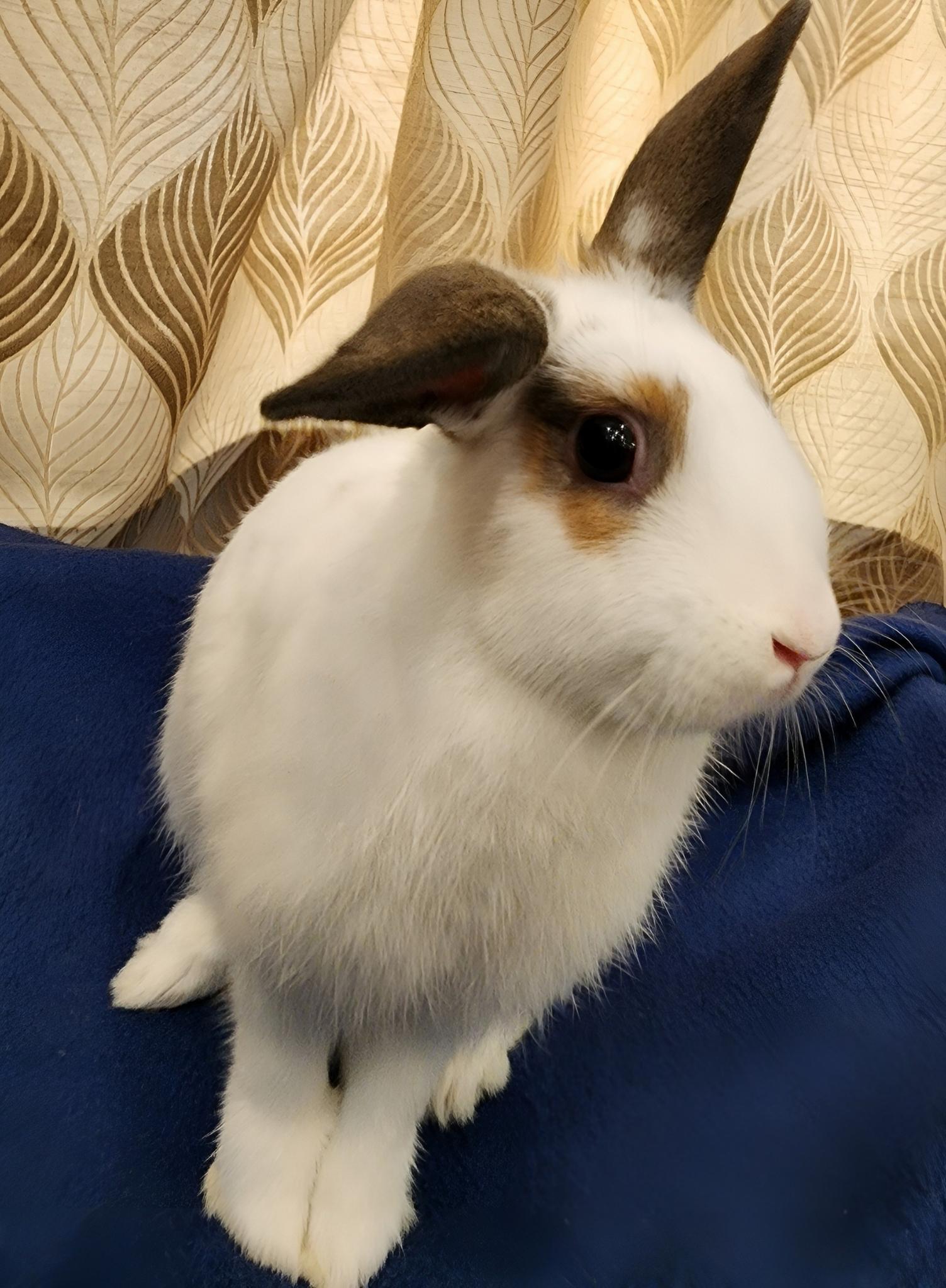 Dolly Parton, a Adoptable Hotot in Los Angeles, CA image 3/6