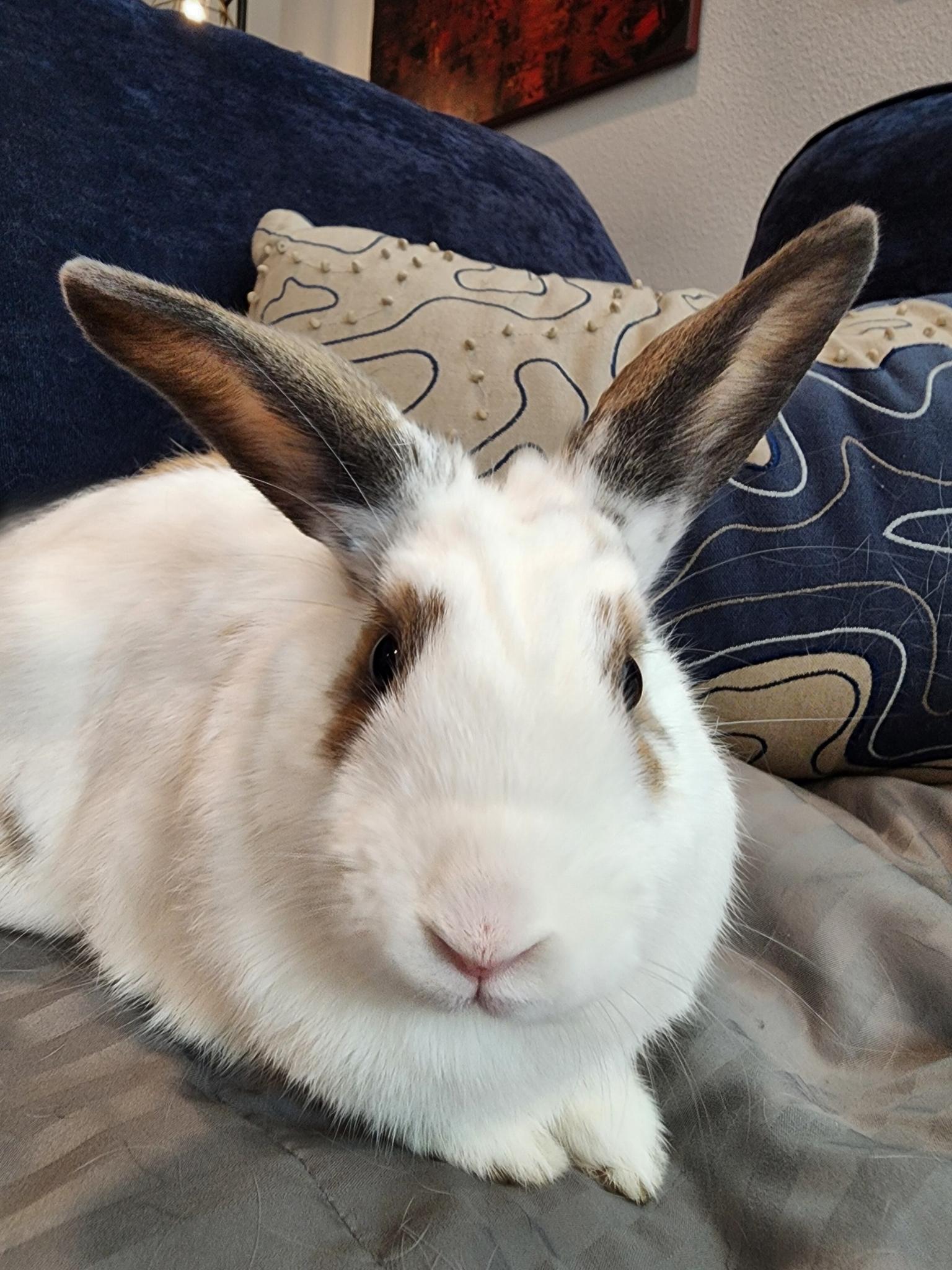 Dolly Parton, a Adoptable Hotot in Los Angeles, CA image 4/6