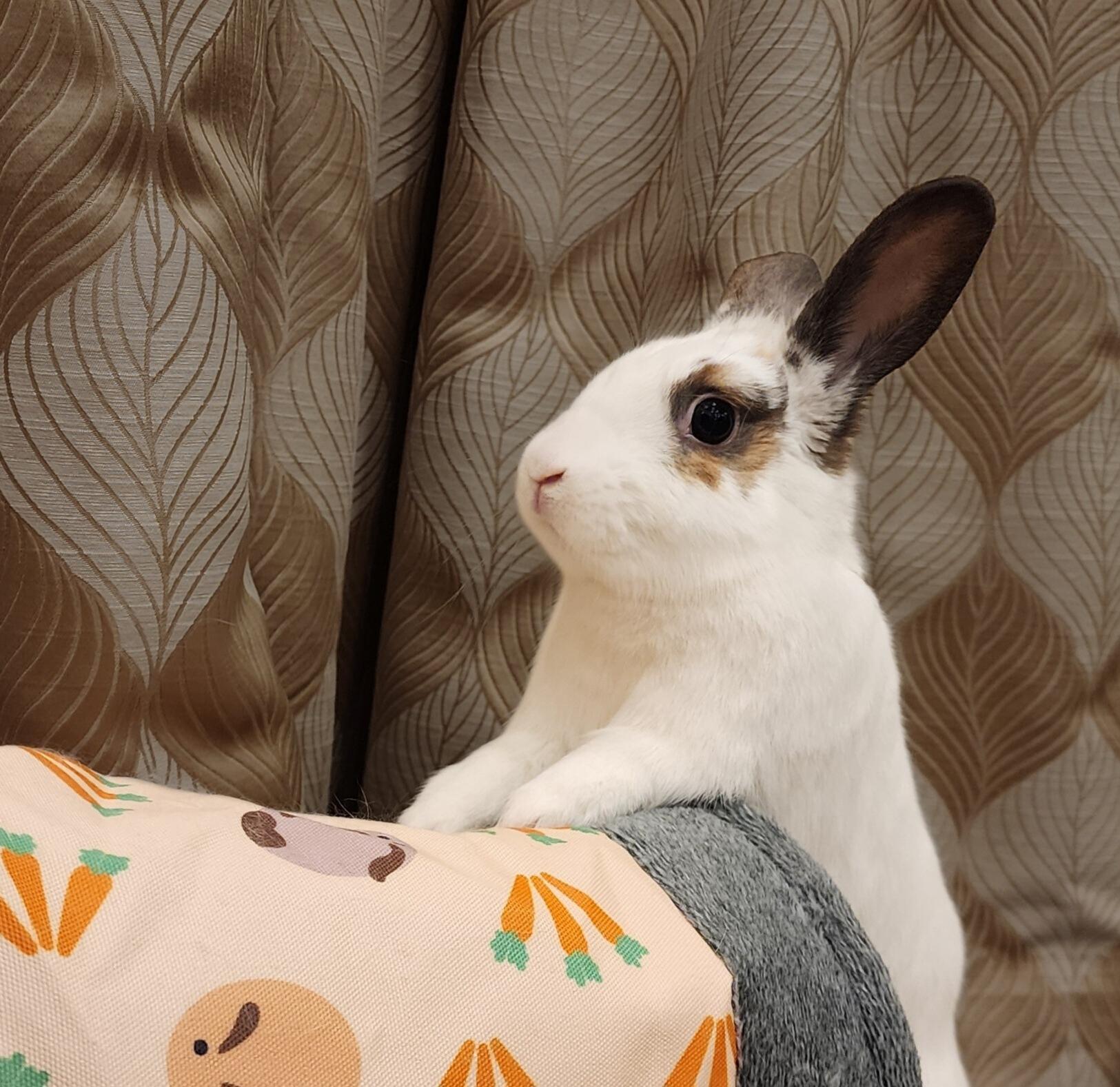 Dolly Parton, a Adoptable Hotot in Los Angeles, CA image 2/6