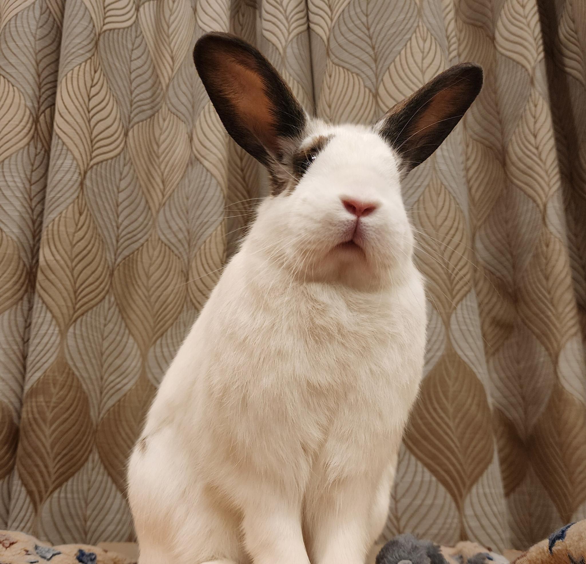 Dolly Parton, a Adoptable Hotot in Los Angeles, CA image 6/6