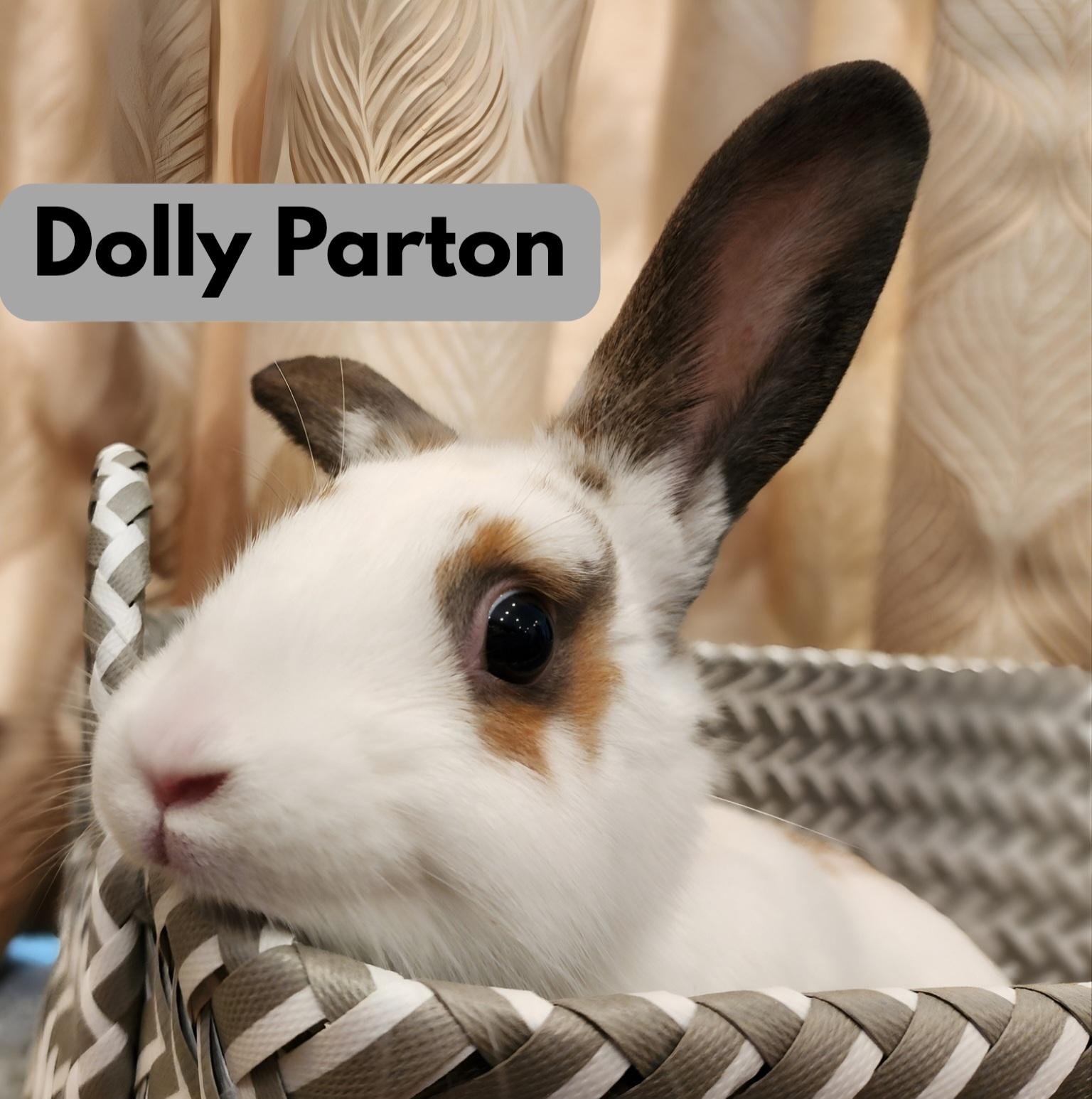 Dolly Parton, a Adoptable Hotot in Los Angeles, CA image 1/6