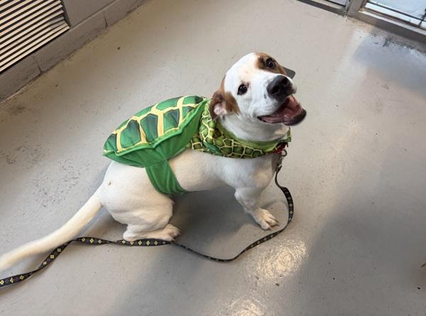 Marilyn, Adoptable, Adult Female Mixed Breed.