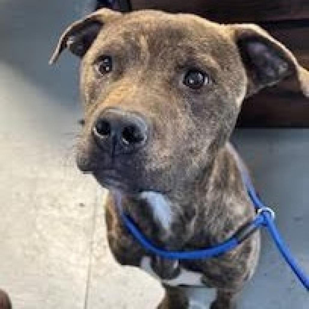 Enlarge Dudley, a Adoptable Mountain Cur in Grinnell, IA image 1/2
