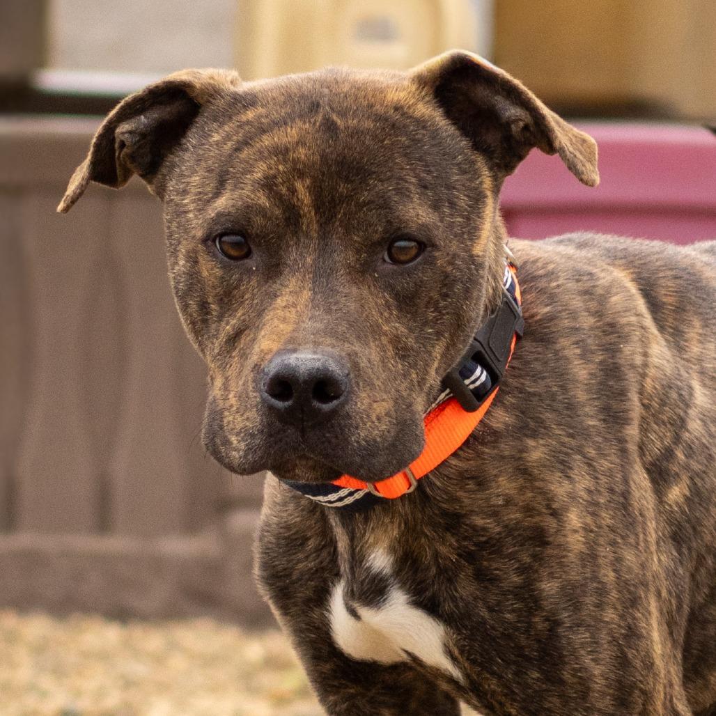 Enlarge Dudley, a Adoptable Mountain Cur in Grinnell, IA image 2/2