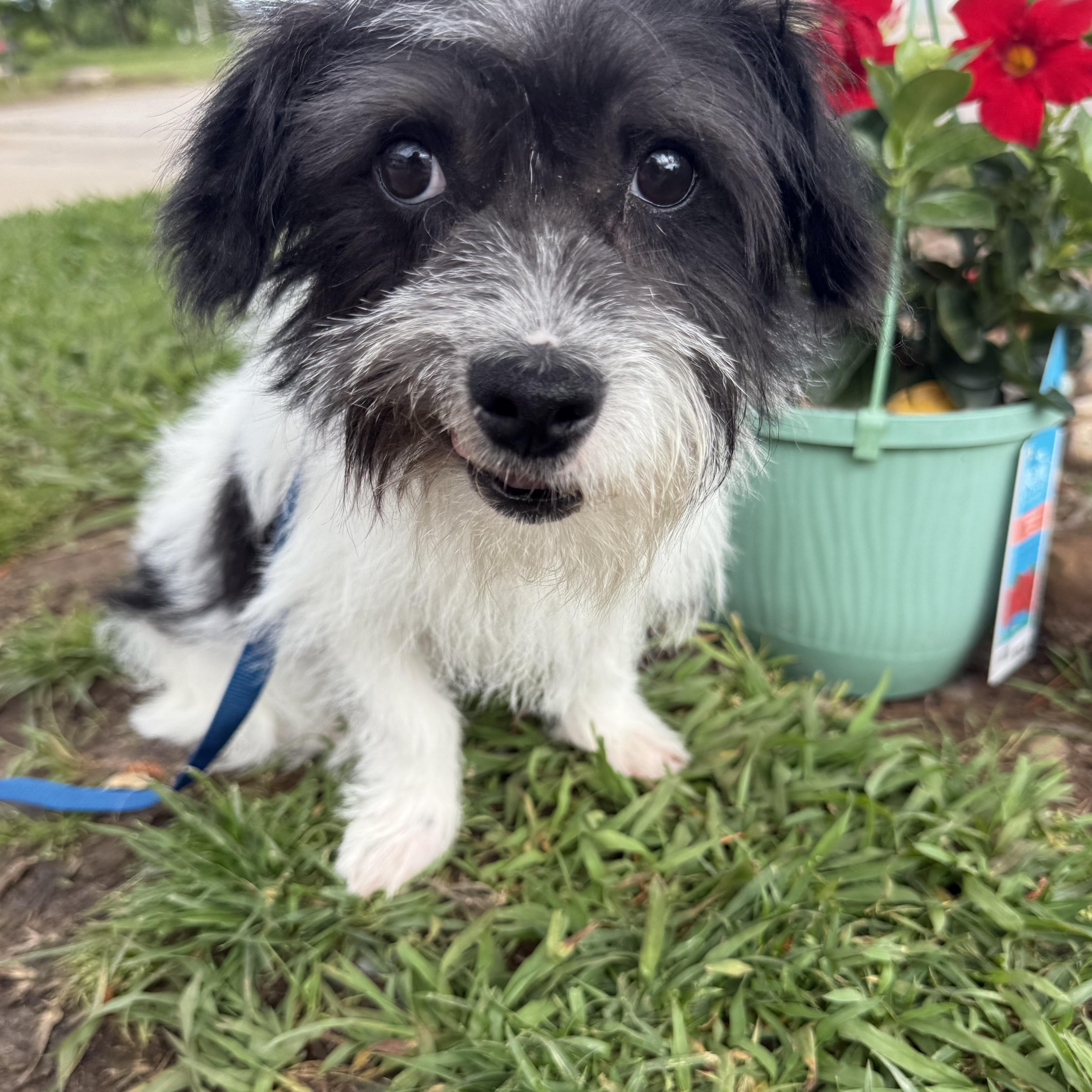Dog for adoption - Squiggy Boy, a Dachshund (Long Haired