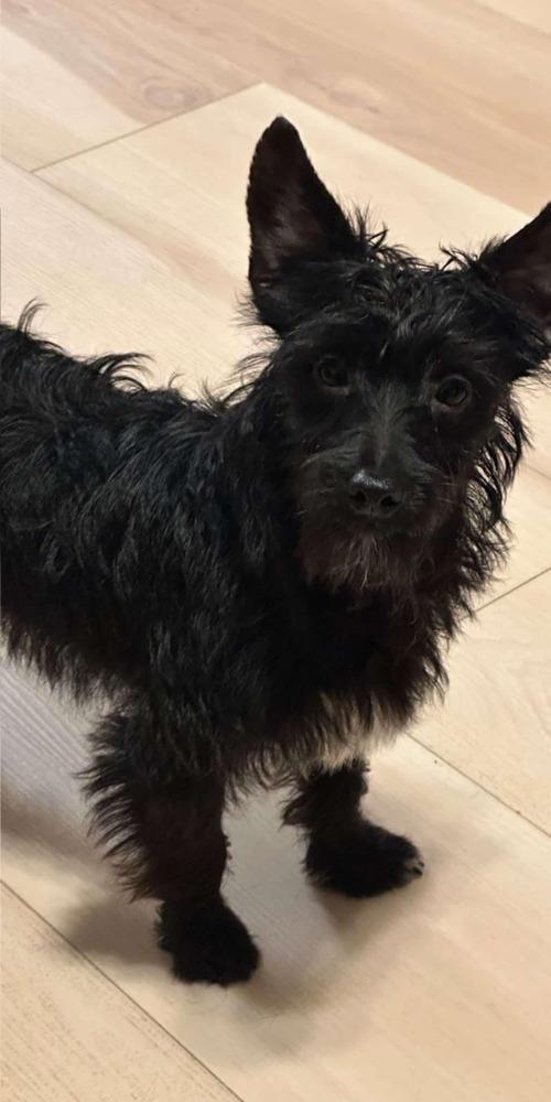 Wolfgang, ADOPTABLE, Young Male Yorkie Poo.