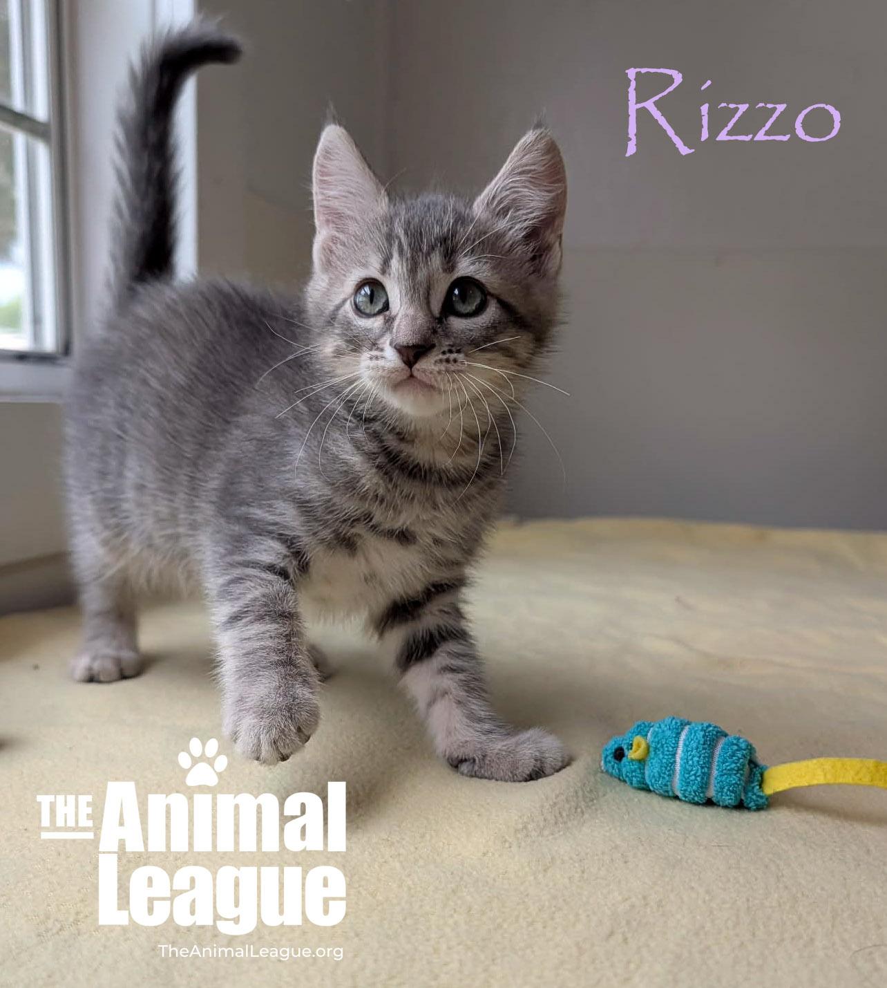 Enlarge Rizzo, a Adoptable mixed breed in Groveland, FL image 3/3