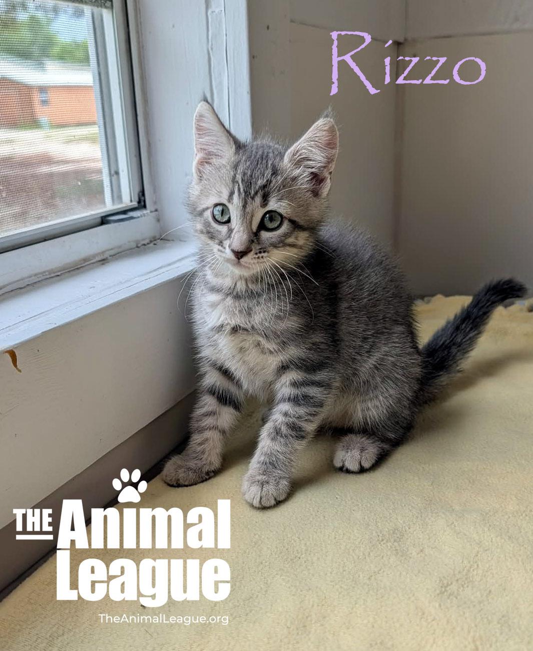 Rizzo, Adoptable, Kitten Female Domestic Short Hair.