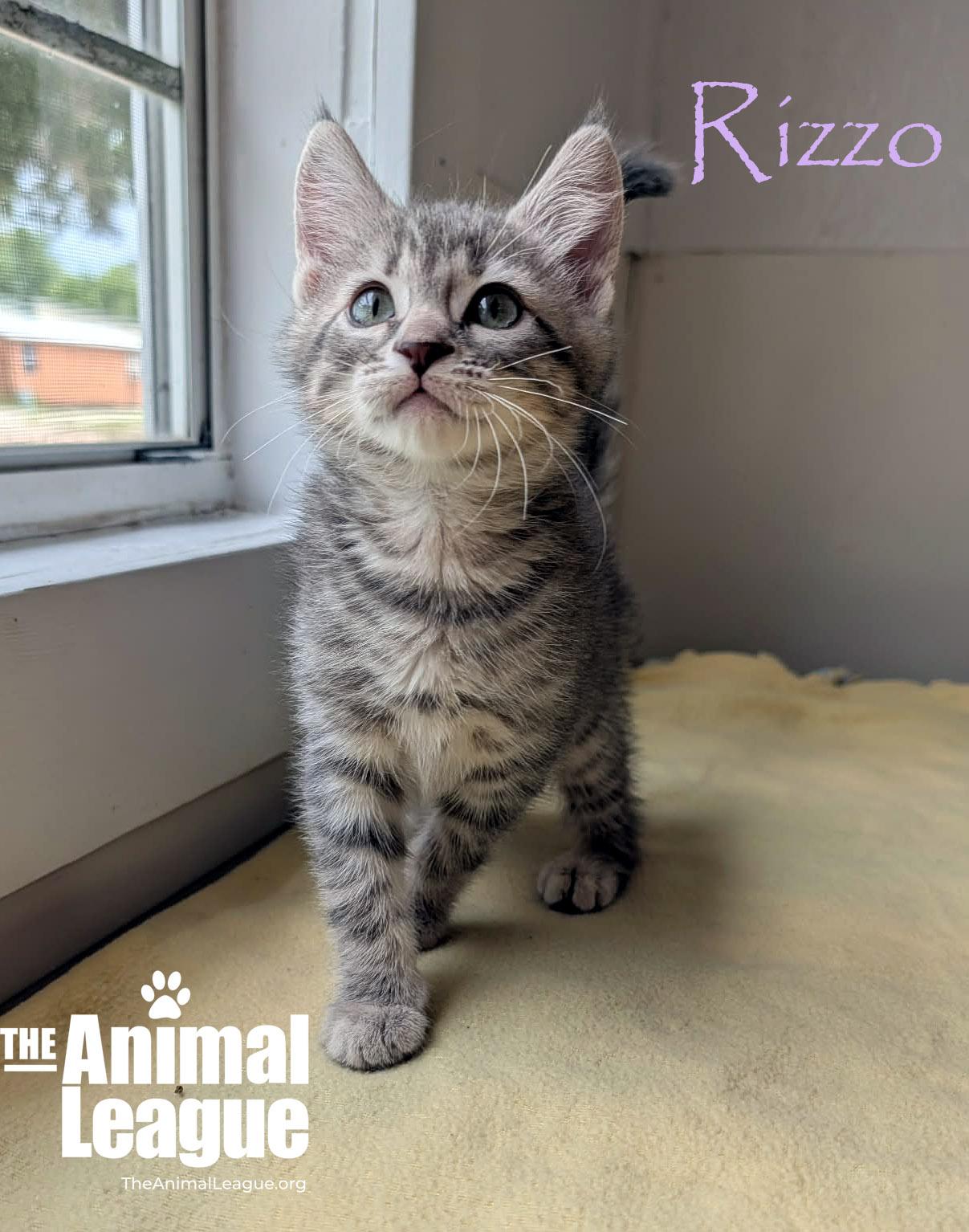 Enlarge Rizzo, a Adoptable mixed breed in Groveland, FL image 2/3