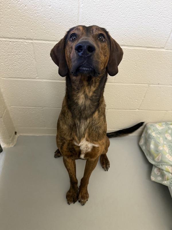 Cosmo, Adoptable, Young Male Mixed Breed.