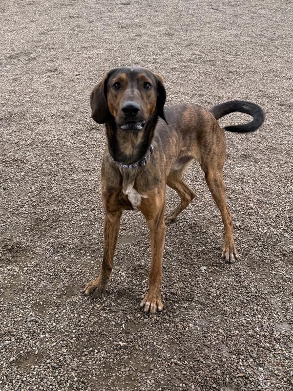 Enlarge Cosmo, a Adoptable mixed breed in Great Falls, MT image 1/2