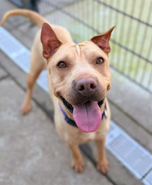 MISTLETOE, Adoptable, Adult Female Pit Bull Terrier & Shar-Pei.