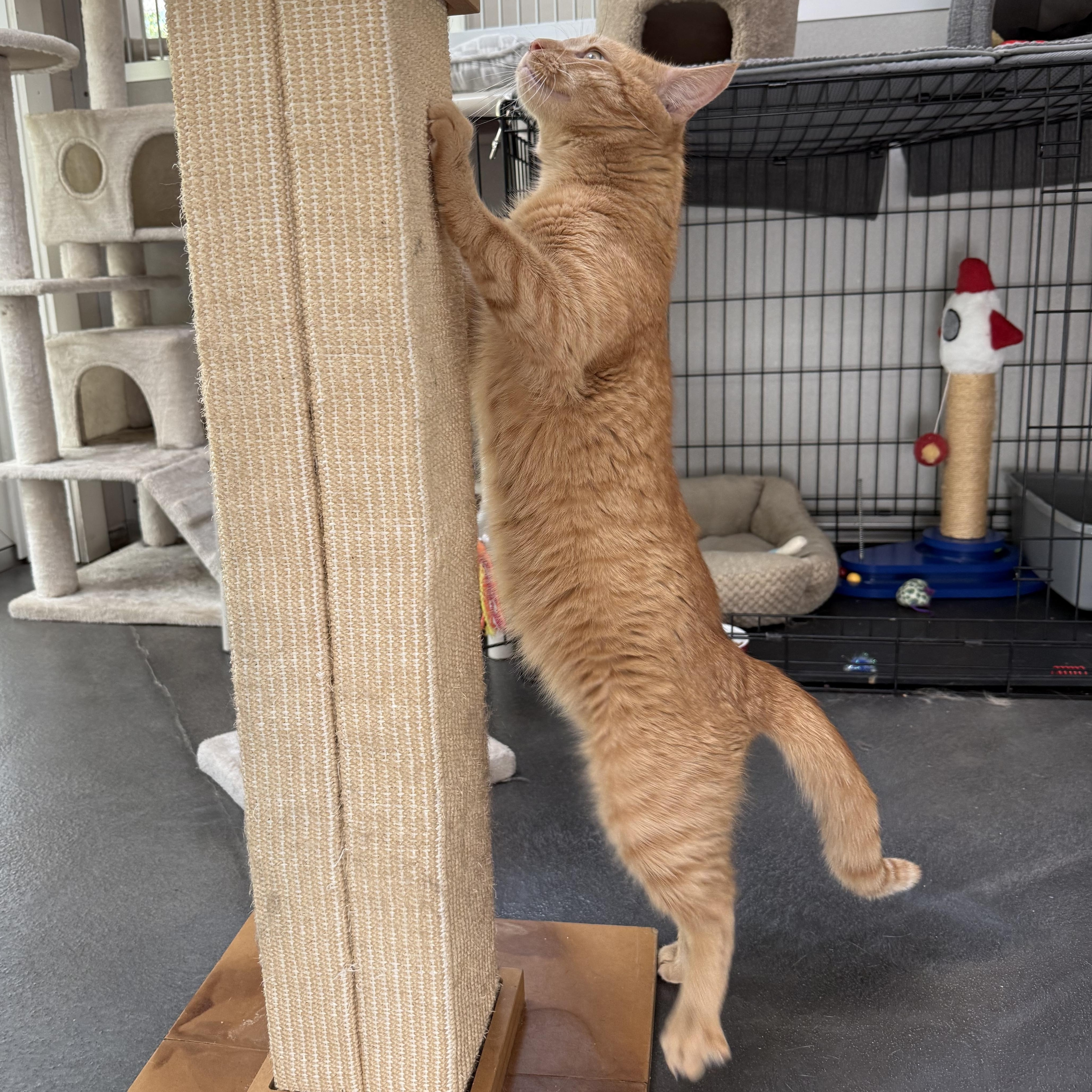 Danny, an adopted mixed breed in West Milford, NJ image 4/5
