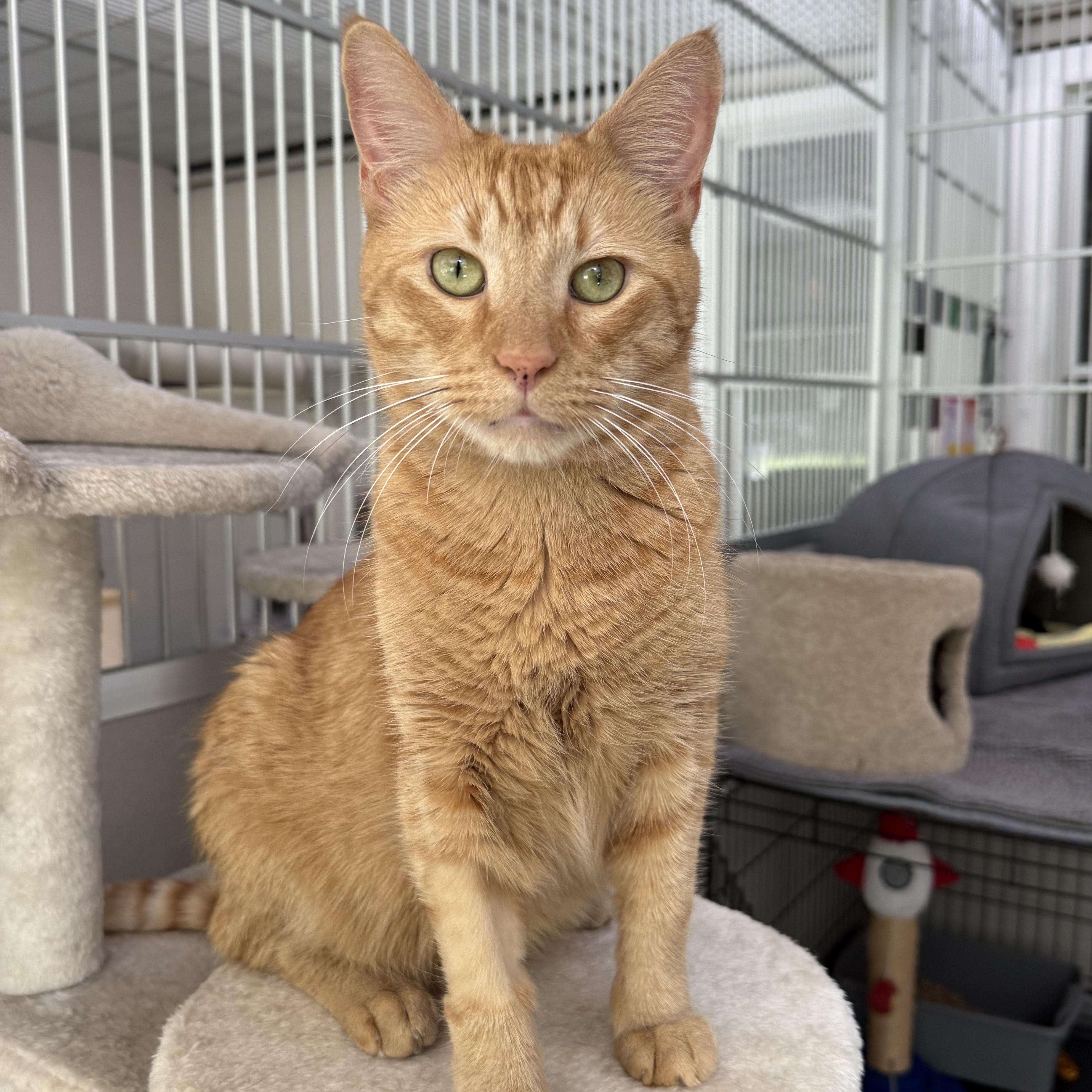 Danny, adopted, Adult Male Domestic Short Hair.