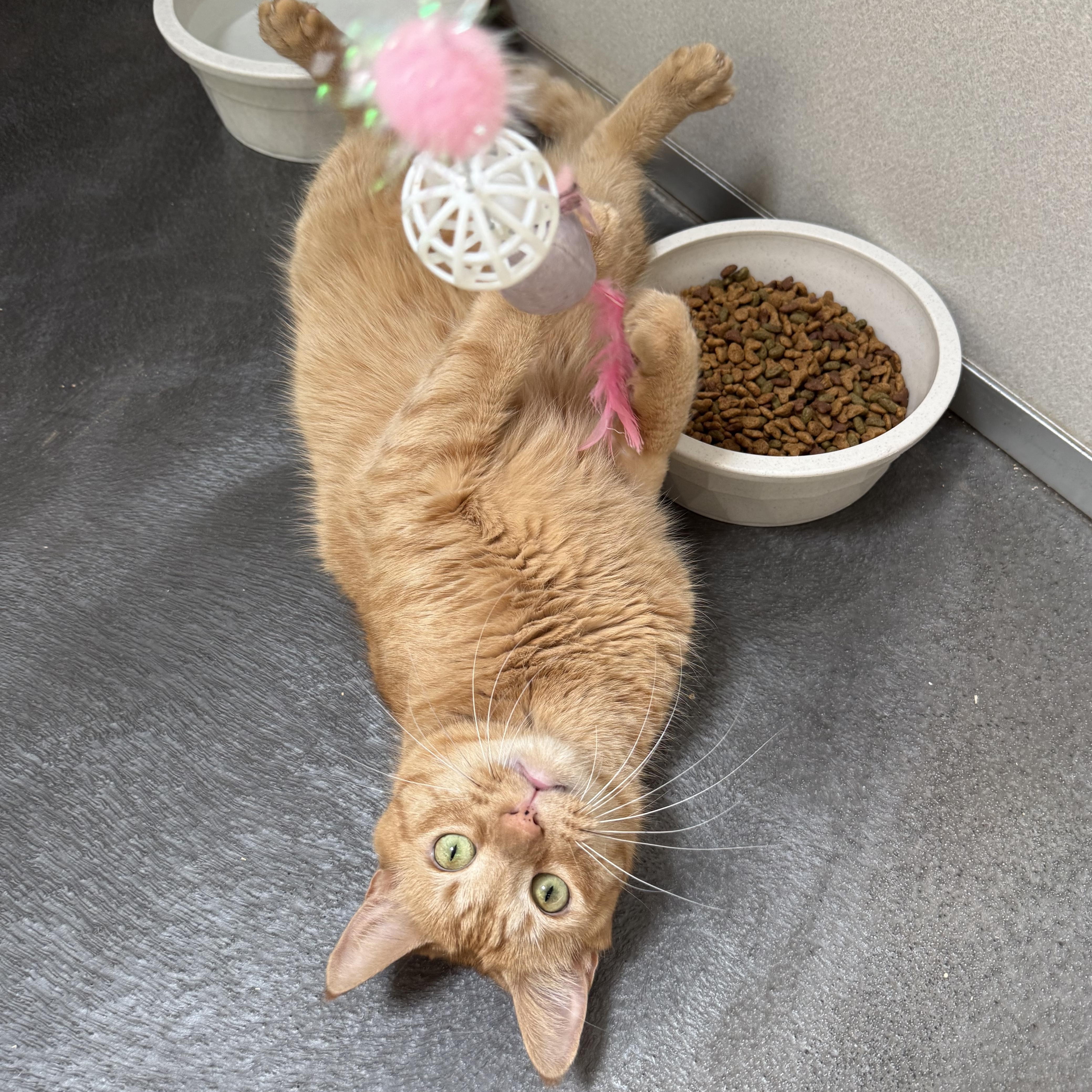 Danny, an adopted mixed breed in West Milford, NJ image 3/5