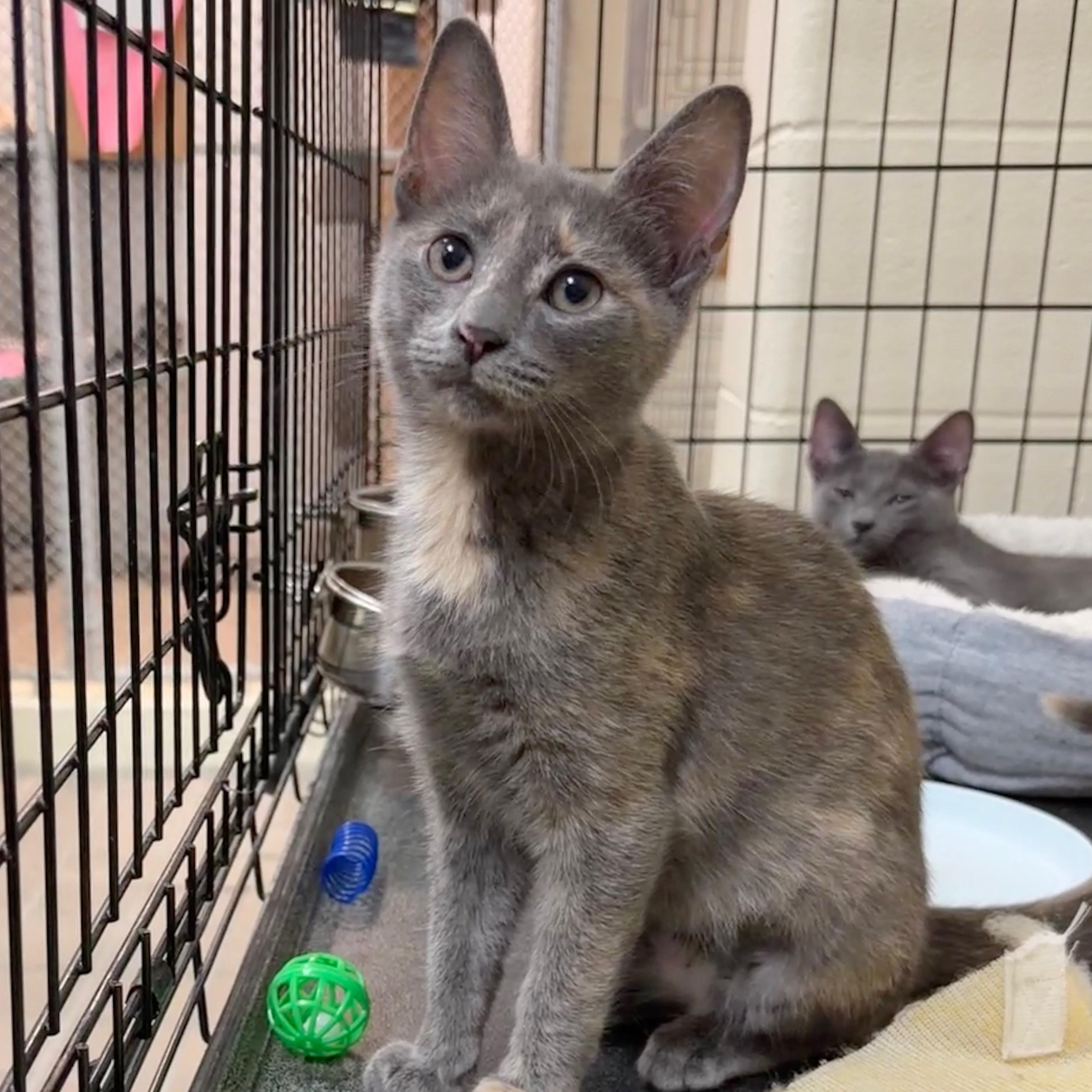 Enlarge Violet, an adopted Domestic Short Hair in Wantagh, NY image 1/1